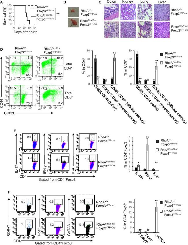 IL-4 Antibody in Flow Cytometry (Flow)