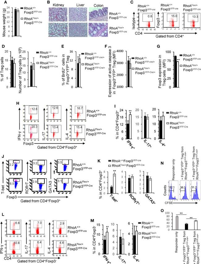 IL-4 Antibody in Flow Cytometry (Flow)