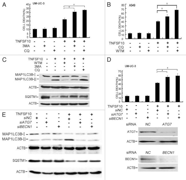 ATG7 Antibody in Western Blot (WB)