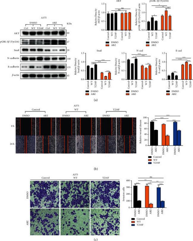 AKT Pan Antibody in Western Blot (WB)