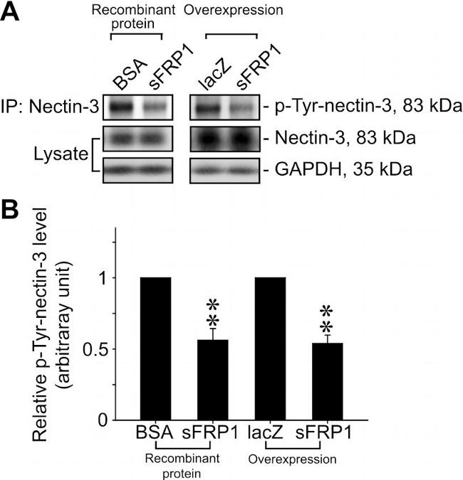 Phosphotyrosine Antibody in Western Blot (WB)