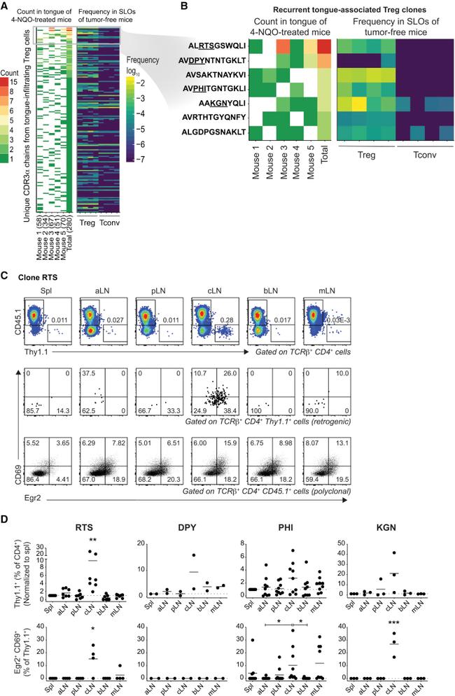 EGR2 Antibody in Flow Cytometry (Flow)