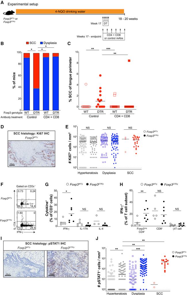 FOXP3 Antibody in Immunohistochemistry (IHC)