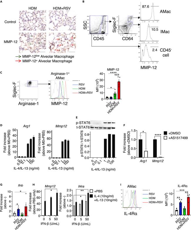 IL-4 Antibody in Flow Cytometry (Flow)