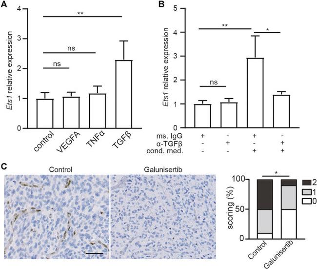 TGF beta-1,2,3 Antibody in Neutralization (Neu)