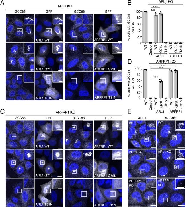 ARFRP1 Antibody in Immunocytochemistry (ICC/IF)