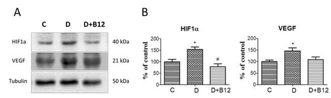 VEGF Antibody in Western Blot (WB)