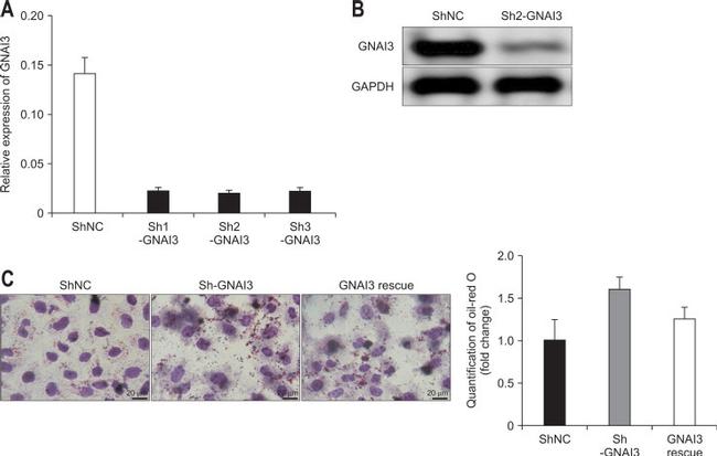 GNAI3 Antibody in Western Blot (WB)