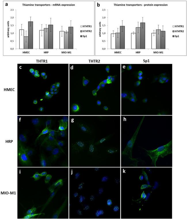 SP1 Antibody in Immunocytochemistry (ICC/IF)