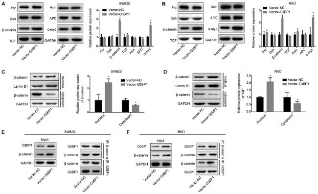 beta Catenin Antibody in Western Blot (WB)