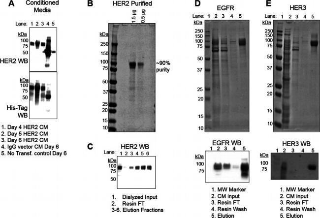 EGFR Antibody in Western Blot (WB)