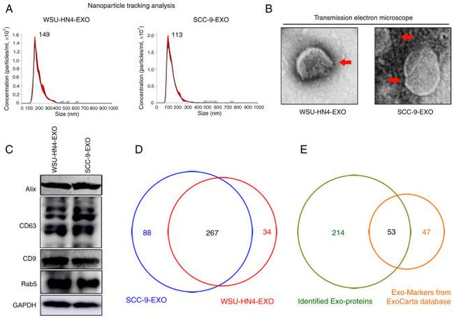 CD9 Monoclonal Antibody (Ts9) (10626D)