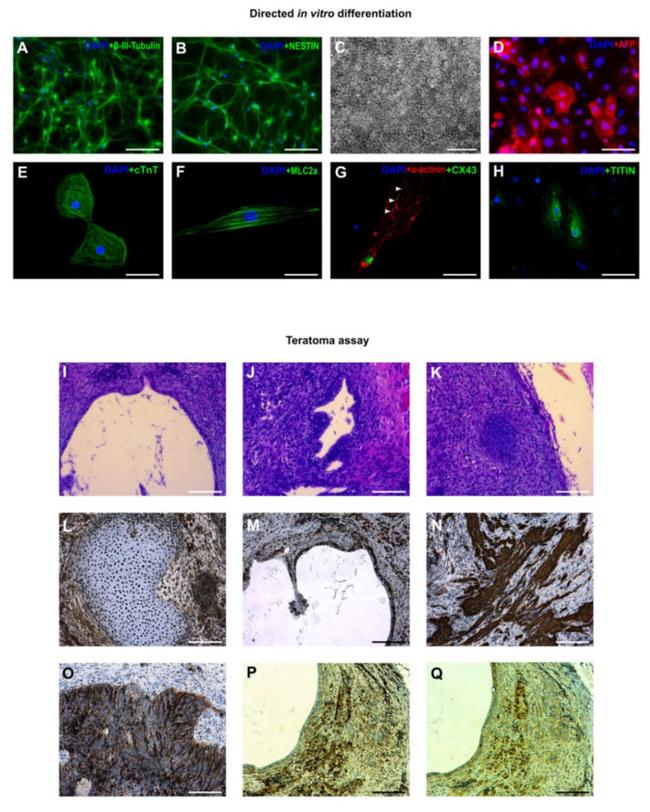 SOX17 Antibody in Immunohistochemistry (IHC)