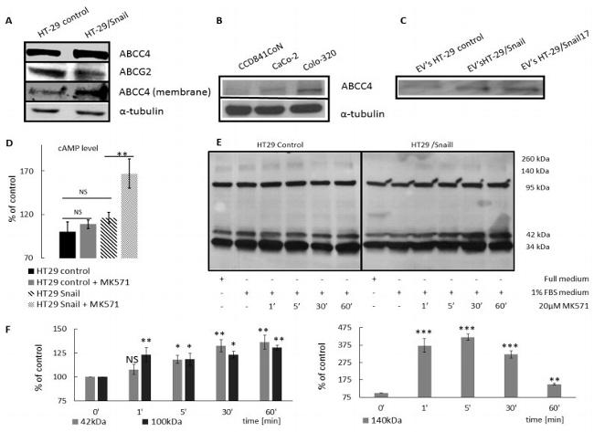 MRP4 Antibody in Western Blot (WB)