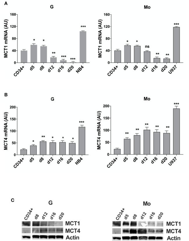 MCT1 Antibody in Western Blot (WB)