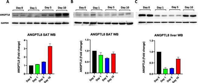 betatrophin Antibody in Western Blot (WB)