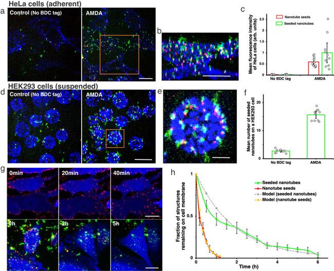 EGFR Antibody in Immunocytochemistry (ICC/IF)