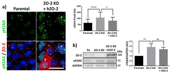 ZO-2 Antibody in Western Blot (WB)