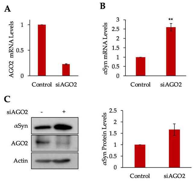 Synuclein alpha/beta Antibody in Western Blot (WB)