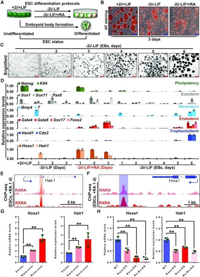 RARA Antibody in ChIP Assay (ChIP)