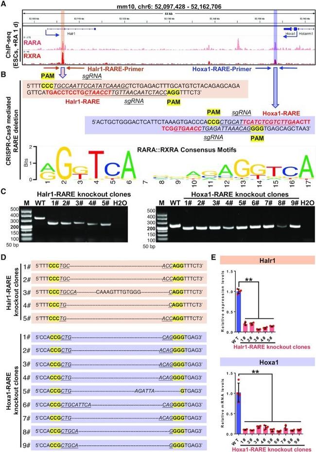 RARA Antibody in ChIP Assay (ChIP)