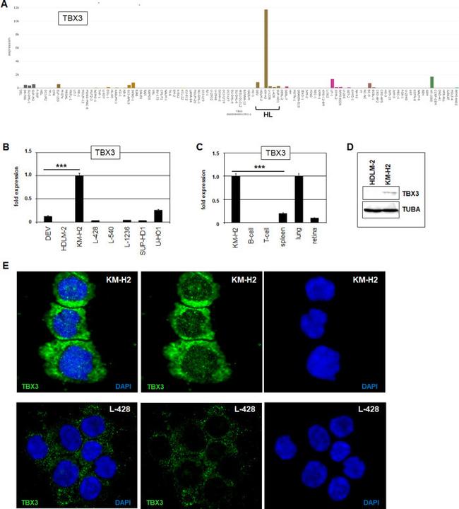 TBX3 Antibody in Western Blot (WB)