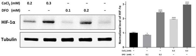 HIF1A Antibody in Western Blot (WB)