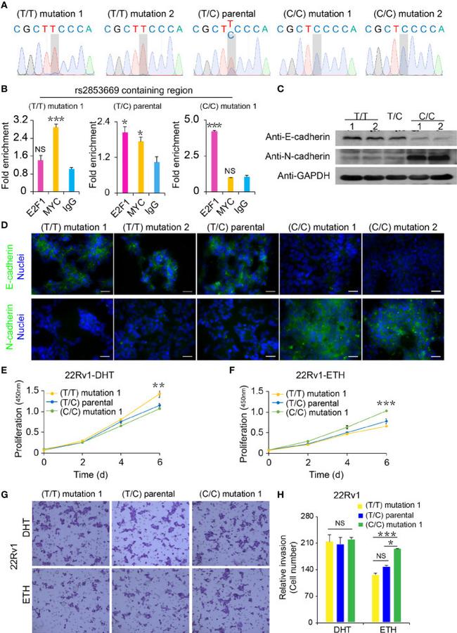 E2F1 Antibody in ChIP Assay (ChIP)