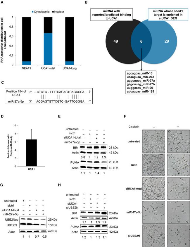 https://www.thermofisher.com/antibody/images/650/tfs_20248_MOL2-15-3659-g008.jpg?time=20220826?time=20220826