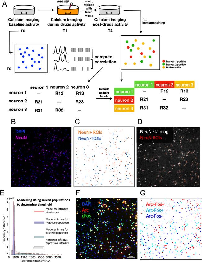 NeuN Antibody in Immunocytochemistry (ICC/IF)