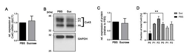 Phospho-Connexin 43 (Ser368) Antibody in Western Blot (WB)