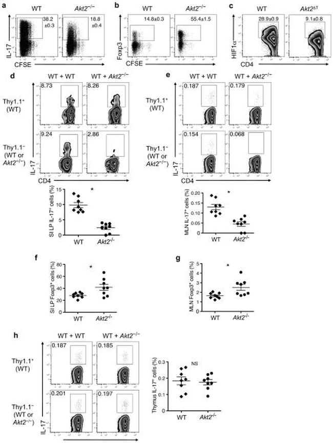 TCR beta Antibody in Flow Cytometry (Flow)