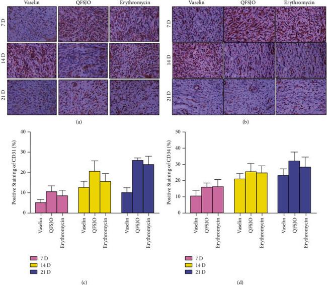 CD34 Antibody in Immunohistochemistry (IHC)