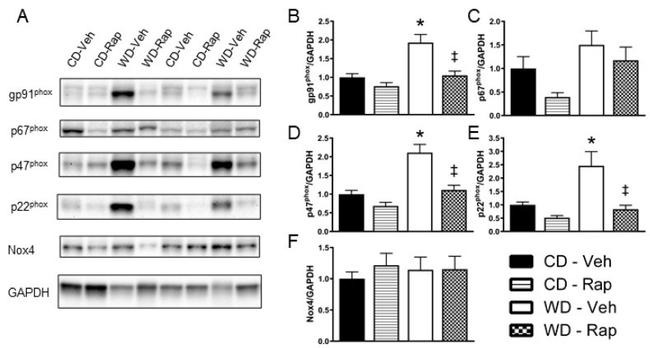 NOX4 Antibody in Western Blot (WB)