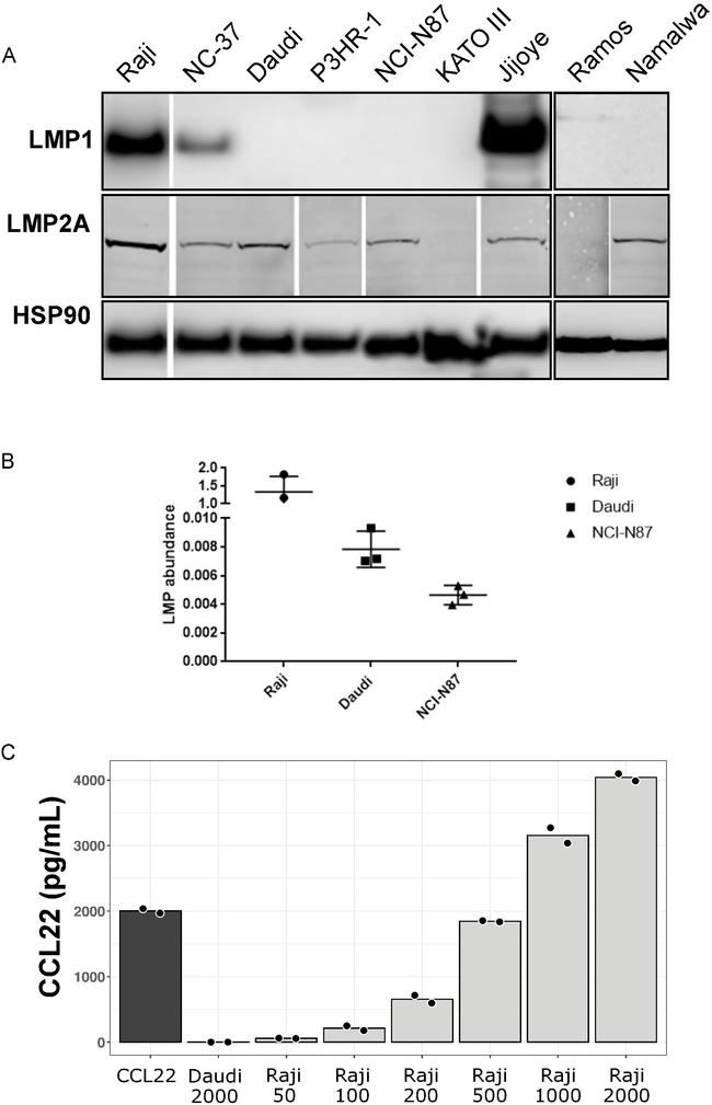 Epstein Barr Virus LMP2A Antibody in Western Blot (WB)