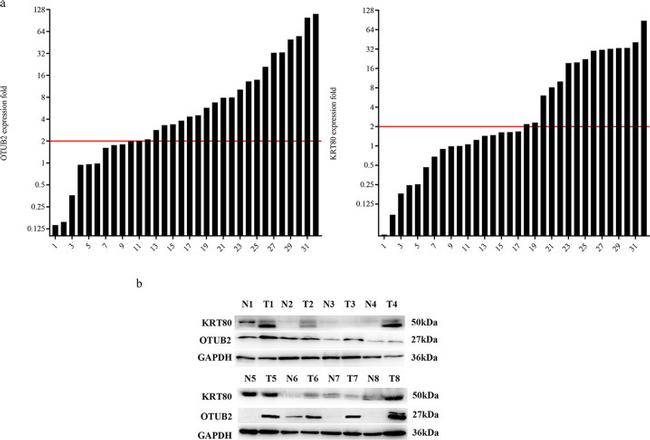 OTUB2 Antibody in Western Blot (WB)