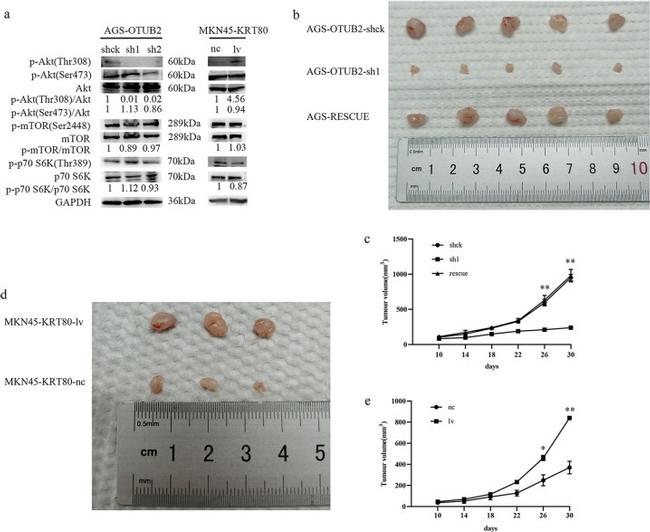 OTUB2 Antibody in Western Blot (WB)