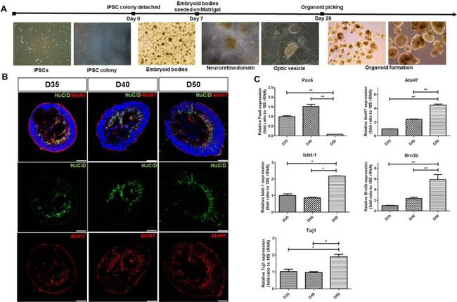 ATOH7 Antibody in Immunocytochemistry (ICC/IF)