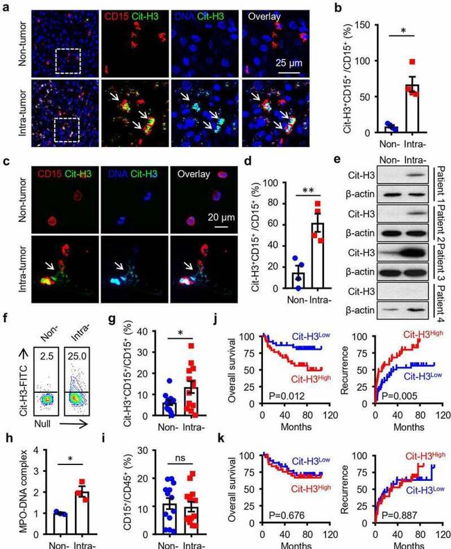 CD15 Antibody in Flow Cytometry (Flow)