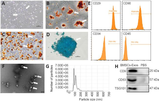 CD90.1 (Thy-1.1) Monoclonal Antibody (HIS51), Biotin (13-0900-81)