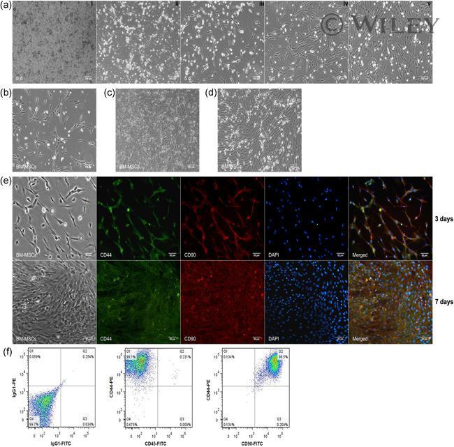 CD44 Antibody in Flow Cytometry (Flow)