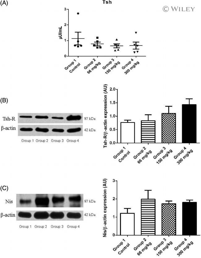 SLC5A5 Antibody in Western Blot (WB)