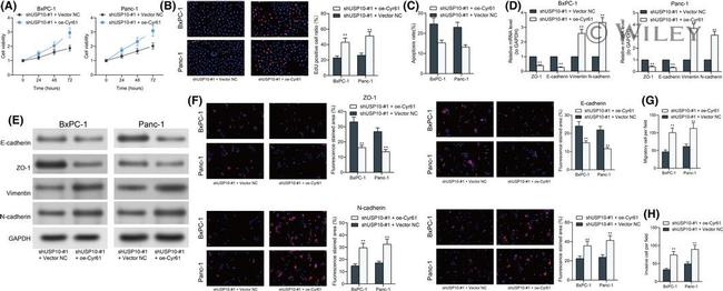 N-cadherin Antibody in Western Blot (WB)