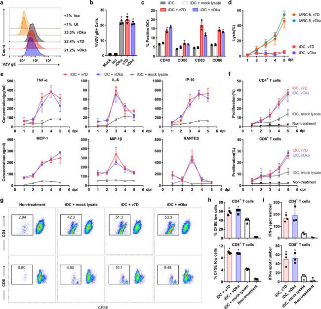 CD40 Antibody in Flow Cytometry (Flow)