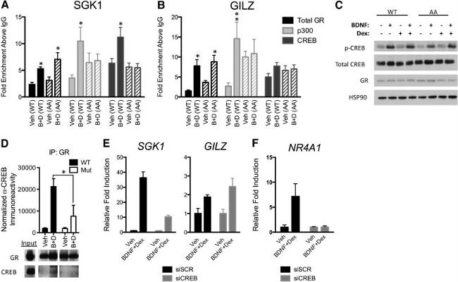 Glucocorticoid Receptor Antibody in ChIP Assay (ChIP)