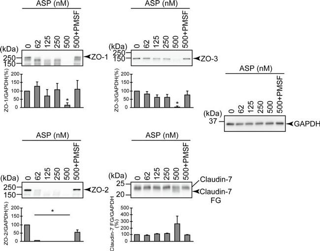 ZO-2 Antibody in Western Blot (WB)