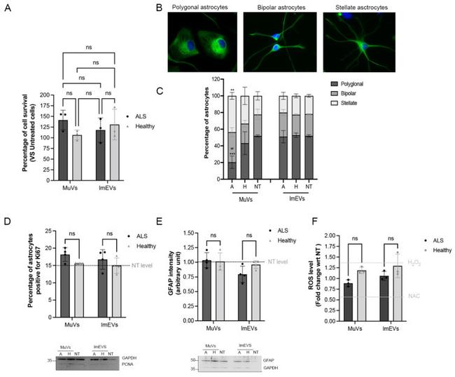 PCNA Antibody in Western Blot (WB)