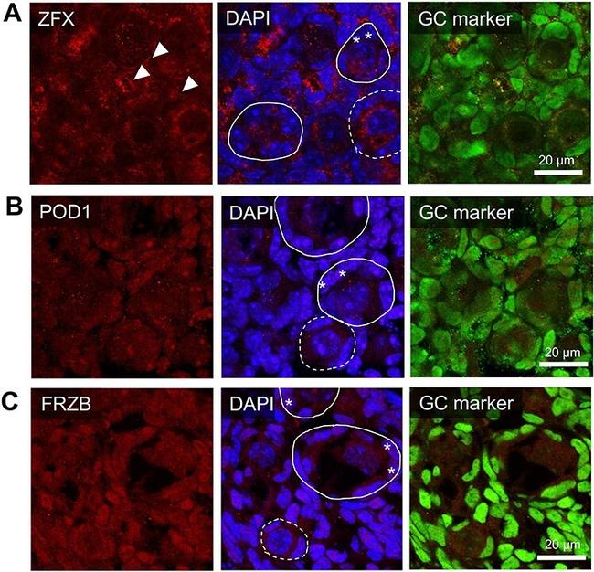 ZFX Antibody in Immunohistochemistry (Frozen) (IHC (F))