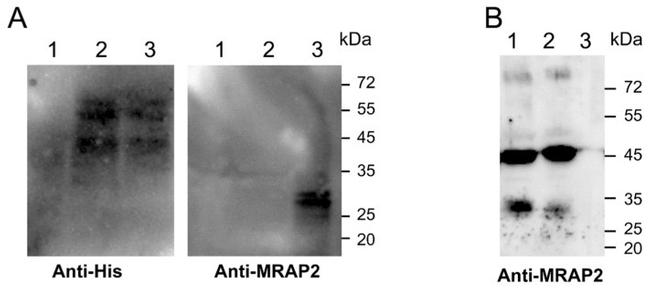 MRAP2 Antibody in Western Blot (WB)