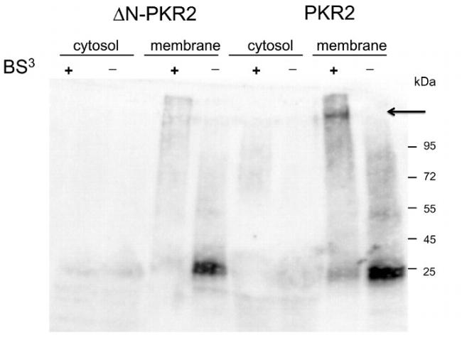 MRAP2 Antibody in Western Blot (WB)